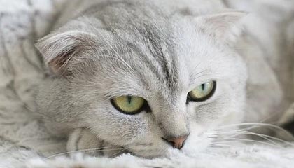 qq3494206190
